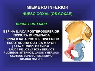 MIEMBRO INFERIOR
HUESO COXAL (OS COXAE)HUESO COXAL (OS COXAE)
BORDE POSTERIOR
ESPINA ILIACA POSTEROSUPERIOR
INCISURA IMNOMINADA
ESPINA ILIACA POSTERIOINFERIOR
ESCOTADURA CIATICA MAYOR
( PASA EL MUSC. PIRAMIDAL,
SALIDA DE LOS VASOS Y NERVIOS
PUDENDOS INTERNOS, VASOS Y NERVIOS
GLUTEOS SUPERIORES, NERVIO
CIATICO MAYOR)
 
