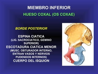 MIEMBRO INFERIOR
HUESO COXAL (OS COXAE)HUESO COXAL (OS COXAE)
BORDE POSTERIOR
ESPINA CIATICA
(LIG. SACROCIATICO, GEMINO
SUPERIOR)
ESCOTADURA CIATICA MENOR
(MUSC. OBTURADOR INTERNO,
ENTRAN VASOS Y NERVIOS
PUDENDOS INTERNOS)
CUERPO DEL ISQUION
 
