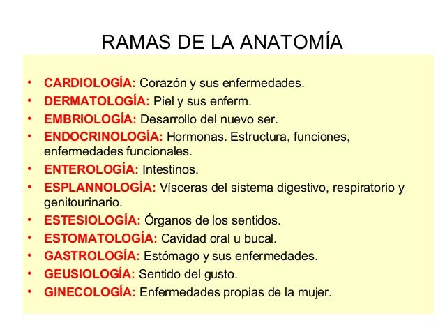 Anatomia