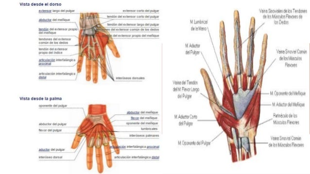 Articulaciones De La Mano