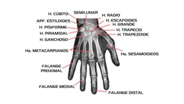 partes de la mano huesos y musculos
