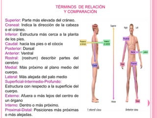 Anatomia | PPTX