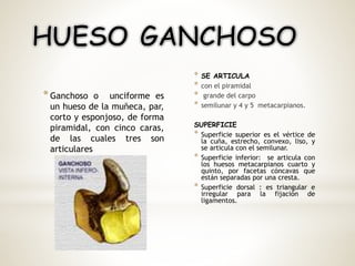 *Ganchoso o unciforme es
un hueso de la muñeca, par,
corto y esponjoso, de forma
piramidal, con cinco caras,
de las cuales tres son
articulares
* SE ARTICULA
* con el piramidal
* grande del carpo
* semilunar y 4 y 5 metacarpianos.
SUPERFICIE
* Superficie superior es el vértice de
la cuña, estrecho, convexo, liso, y
se articula con el semilunar.
* Superficie inferior: se articula con
los huesos metacarpianos cuarto y
quinto, por facetas cóncavas que
están separadas por una cresta.
* Superficie dorsal : es triangular e
irregular para la fijación de
ligamentos.
 