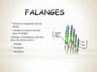 *Forman el esqueleto de los
dedos.
* siendo en número de dos
para el pulgar
(falange y falangeta) y de tres
para los otros cuatro :
falange
* falangina
* falangeta
 