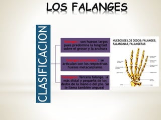 CLASIFICACION falanges : son huesos largos
pues predomina la longitud
sobre el grosor y la anchura
falanges proximales : se
articulan con los respectivos
huesos metacarpianos
Falangeta: Tercera falange, la
más distal y pequeña de los
dedos de la mano o del pie. Se
le llama también ungueal.
LOS FALANGES
 