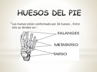 *Los huesos están conformado por 26 huesos . Entre
ello se dividen en :
 