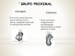 *Es el único hueso del tarso
que se articula con la
pierna, quedando sujeto por
la mortaja tibio peroneo
*Tiene una forma
irregularmente
paralelepípedo
representando su mitad
posterior el talón
*GRUPO PROXIMAL
 