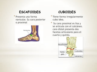 ESCAFOIDES
*Presenta una forma
navicular. Su cara posterior
o proximal
CUBOIDES
*Tiene forma irregularmente
cubo idea.
* Su cara proximal es lisa y
se articula con el calcáneo.
cara distal presenta dos
facetas articulares para el
cuarto y quinto.
 