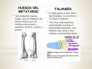 HUESOS DEL
METATARSO
* Son pequeños huesos
largos, que se disponen de
dentro afuera con los
nombres de primero,
segundo, tercero, cuarto y
quinto.
FALANGES
*el dedo gordo o sólo tiene
dos falanges: la proximal y
la distal o unqueal.
* Son muy rudimentarias,
presentando una base o
extremidad proximal, una
diáfisis muy corta y una
cabeza o extremidad distal
 