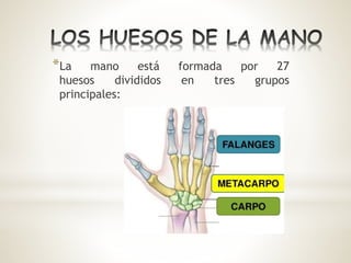 *La mano está formada por 27
huesos divididos en tres grupos
principales:
 