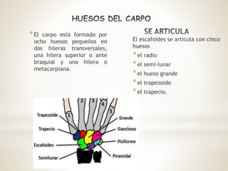 *El carpo está formado por
ocho huesos pequeños en
dos hileras transversales,
una hilera superior o ante
braquial y una hilera o
metacarpiana.
El escafoides se articula con cinco
huesos
*el radio
*el semi-lunar
*el hueso grande
*el trapezoide
*el trapecio.
 