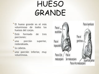 *El hueso grande es el más
voluminoso de todos los
huesos del carpo.
*Está formado de tres
porciones:
*una porción superior,
redondeada.
*la cabeza.
*una porción inferior, muy
voluminosa.
HUESO
GRANDE
 