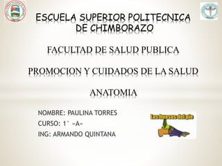 NOMBRE: PAULINA TORRES
CURSO: 1° «A»
ING: ARMANDO QUINTANA
ESCUELA SUPERIOR POLITECNICA
DE CHIMBORAZO
FACULTAD DE SALUD PUBLICA
PROMOCION Y CUIDADOS DE LA SALUD
ANATOMIA
 