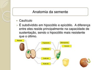  Caulículo
 É subdividido em hipocótilo e epicótilo. A diferença
entre eles reside principalmente na capacidade de
sustentação, sendo o hipocótilo mais resistente
que o último.
Anatomia da semente
 