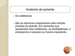  Os cotilédones
 São as estruturas responsáveis pela nutrição
primária do embrião. Em sementes que
apresentam dois cotilédones, as dicotiledêneas, o
endosperma é escasso ou mesmo inexistente.
Anatomia da semente
 