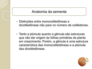  Distinções entre monocotiledôneas e
dicotiledôneas não para no número de cotilédones.
 Tanto a plúmula quanto a gêmula são estruturas
que vão dar origem às folhas primárias da planta
em crescimento. Porém, a gêmula é uma estrutura
característica das monocotiledôneas e a plúmula
das dicotiledôneas.
Anatomia da semente
 
