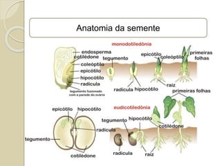Anatomia da semente
 