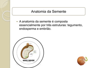  A anatomia da semente é composta
essencialmente por três estruturas: tegumento,
endosperma e embrião.
Anatomia da Semente
 