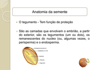  O tegumento - Tem função de proteção
 São as camadas que envolvem o embrião, a partir
do exterior, são os tegumentos (um ou dois), os
remanescentes do nucleo (ou, algumas vezes, o
perisperma) e o endosperma.
Anatomia da semente
 