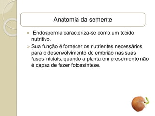  Endosperma caracteriza-se como um tecido
nutritivo.
 Sua função é fornecer os nutrientes necessários
para o desenvolvimento do embrião nas suas
fases iniciais, quando a planta em crescimento não
é capaz de fazer fotossíntese.
Anatomia da semente
 