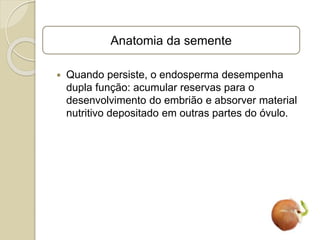 Quando persiste, o endosperma desempenha
dupla função: acumular reservas para o
desenvolvimento do embrião e absorver material
nutritivo depositado em outras partes do óvulo.
Anatomia da semente
 