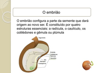 O embrião
O embrião configura a parte da semente que dará
origem ao novo ser. É constituído por quatro
estruturas essenciais: a radícula, o caulículo, os
cotilédones e gêmula ou plúmula
 