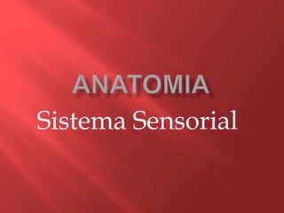 Sistema Sensorial
 