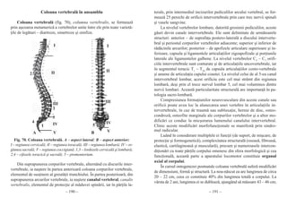 Anatomia.stefanet.vol 1 | PDF