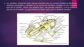  Las vertebras postsacras están siempre presentes pero en numero variable se diferencian
vertebras precaudales y caudales en los anuros las vertebras caudales se han fusionado
para dar el urostilo , tienen una vertebra sacra con grandes diapófisis y en el centro se
articula con el urostilo .Los gimnofiones no tienen sacro pero si vertebras caudales
 