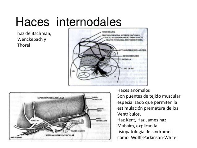 Anatomia clinica del corazon