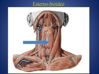 Esterno-hióideo

 