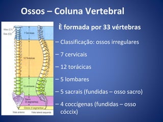 Ossos – Coluna Vertebral
È formada por 33 vértebras
– Classificação: ossos irregulares
– 7 cervicais
– 12 torácicas
– 5 lombares
– 5 sacrais (fundidas – osso sacro)
– 4 coccígenas (fundidas – osso
cóccix)

 