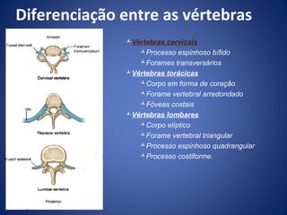 Diferenciação entre as vértebras
Vértebras cervicais
Processo espinhoso bífido
Forames transversários
Vértebras torácicas
Corpo em forma de coração
Forame vertebral arredondado
Fóveas costais
Vértebras lombares
Corpo elíptico
Forame vertebral triangular
Processo espinhoso quadrangular
Processo costiforme.

 