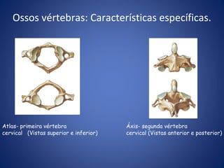 Ossos vértebras: Características específicas.

Atlas- primeira vértebra
cervical (Vistas superior e inferior)

Áxis- segunda vértebra
cervical (Vistas anterior e posterior)

 