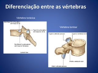Diferenciação entre as vértebras
Vértebra torácica

Vértebra lombar

 