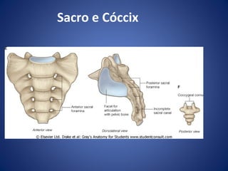 Sacro e Cóccix

 