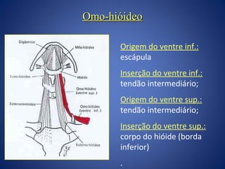 Omo-hióideo
Origem do ventre inf.:
escápula
Inserção do ventre inf.:
tendão intermediário;
Origem do ventre sup.:
tendão intermediário;
Inserção do ventre sup.:
corpo do hióide (borda
inferior)
.

 