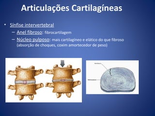 Articulações Cartilagíneas
• Sínfise intervertebral
– Anel fibroso: fibrocartilagem
– Núcleo pulposo: mais cartilagíneo e elático do que fibroso
(absorção de choques, coxim amortecedor de peso)

 