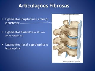 Articulações Fibrosas
• Ligamentos longitudinais anterior
e posterior
• Ligamentos amarelos (união dos
arcos vertebrais)

• Ligamentos nucal, supraespinal e
interespinal

 