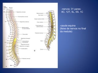 -nervos: 31 pares:
8C, 12T, 5L, 5S, 1C

-cauda equina
(feixe de nervos no final
da medula)

 