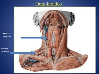 Omo-hióideo

Ventre
superior

Ventre
inferior

 