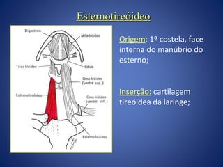 Esternotireóideo
Origem: 1º costela, face
interna do manúbrio do
esterno;
Inserção: cartilagem
tireóidea da laringe;

 