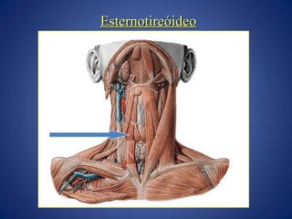 Esternotireóideo

 