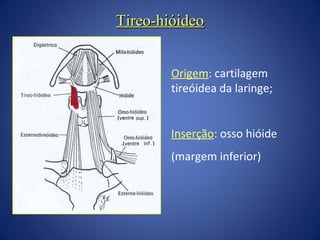 Tireo-hióideo
Origem: cartilagem
tireóidea da laringe;
Inserção: osso hióide
(margem inferior)

 