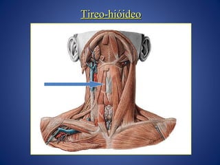 Tireo-hióideo

 