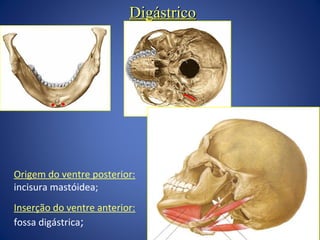 Digástrico

Origem do ventre posterior:
incisura mastóidea;
Inserção do ventre anterior:
fossa digástrica;

tendão intermediário

 