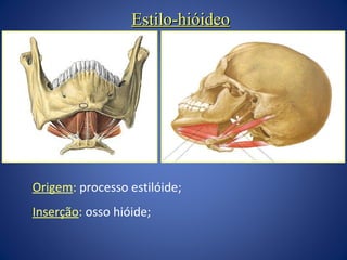 Estilo-hióideo

Origem: processo estilóide;
Inserção: osso hióide;

 