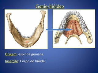 Genio-hióideo

Origem: espinha geniana
Inserção: Corpo do hióide;

 