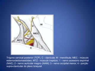 Trígono cervical posterior (TCP). C - clavícula; M - mandíbula; MEC - músculo
esternocleidomastóideo; MTZ - músculo trapézio; 1 - nervo acessório espinhal
(NAE); 2 - nervo auricular magno (NAM); 3 - nervo occipital menor; 4 - porção
supra-clavicular do plexo braquial

 