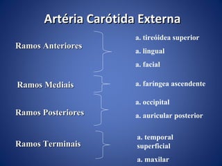 Artéria Carótida Externa
Ramos Anteriores

a. tireóidea superior
a. lingual
a. facial

Ramos Mediais

a. faríngea ascendente
a. occipital

Ramos Posteriores

a. auricular posterior

Ramos Terminais

a. temporal
superficial
a. maxilar

 